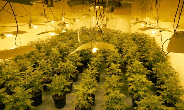 A-cannabis-factory.jpg